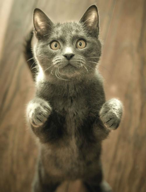 pexels-photo-774731 (1)