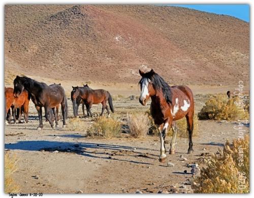 Wild & Free Mustangs