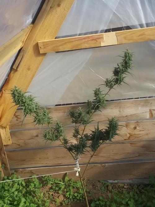 15:36:33 GMT-0600 (CST)