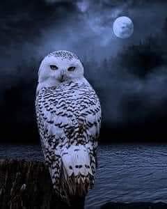 11:03:20 GMT-0600 (CST)