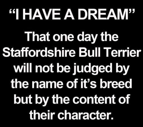 #StaffordshireBullTerrier