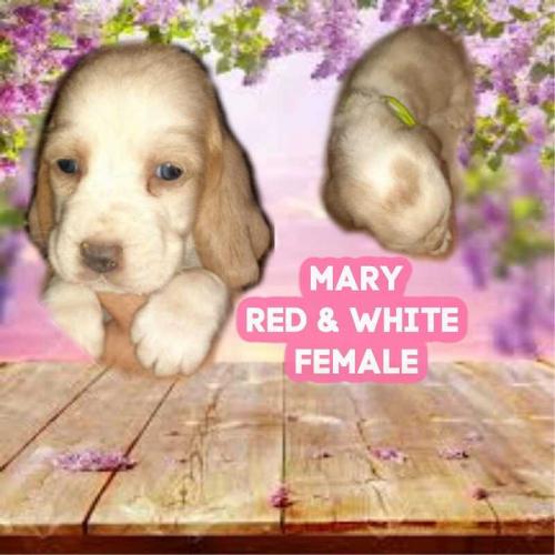 92823035-1601735079981067-8151404197556781056-o