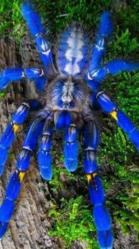blue spider_o