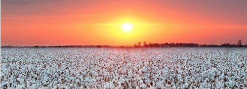 Cotton Field Sunset (S)