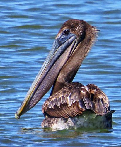 Brown pelican - Matagorda Bay, TX