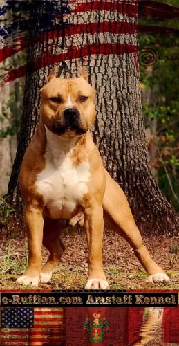 #AmericanStaffordshireTerrier