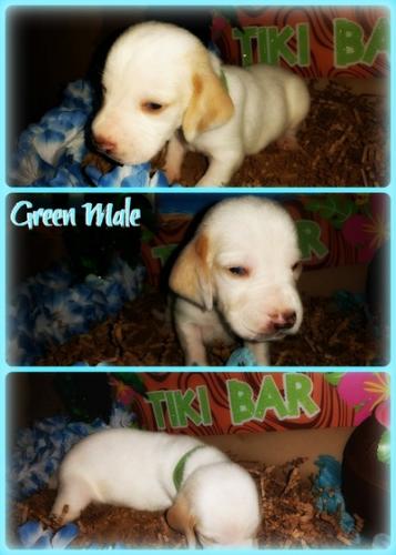 green-3-wks