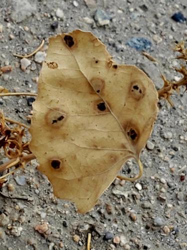 12:15:46 GMT-0800 (PST)