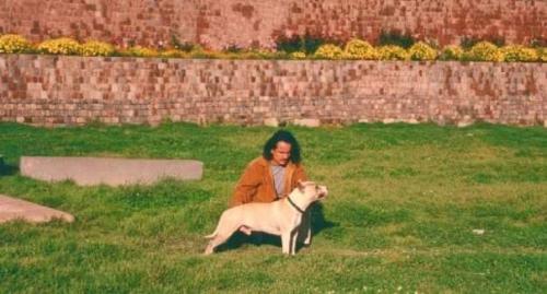 #AmericanStaffordshireTerrier