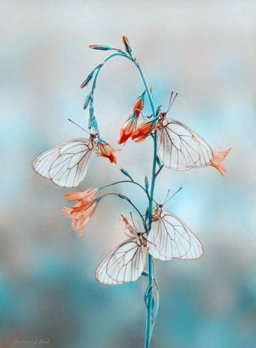 54258193_803921346642480_7659491156375371776_n