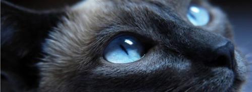 31a010fa3f346ab1ffced30c3a7e385c--siamese-cats-kitty-cats
