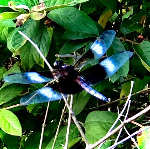 12:55:03 GMT-0500 (EST).image