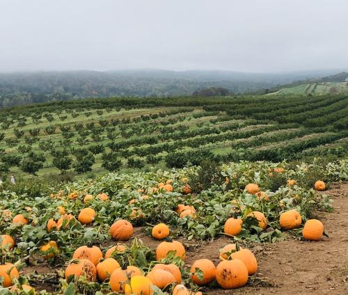 10:25:59 GMT-0500 (EST).image