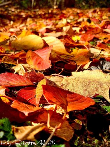 09:17:29 GMT-0500 (EST).image