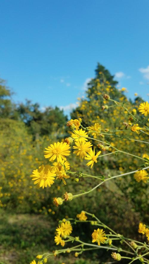 11:18:39 GMT-0600 (CST)