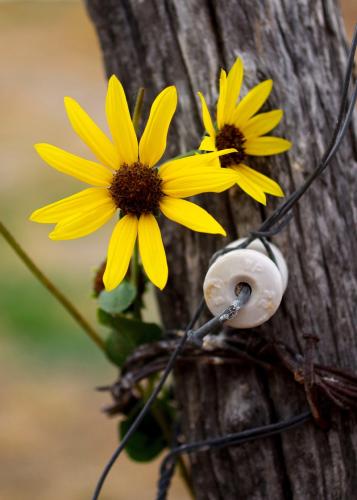 Yellow flowers on Fence