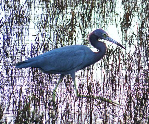 Little Blue Heron