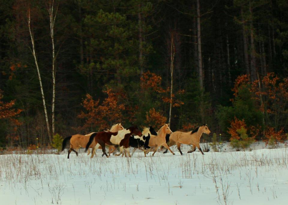 Anita's Colorful Herd