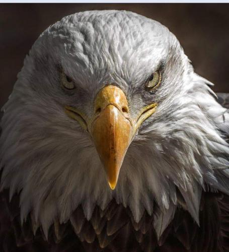 The Eagle Flies Free