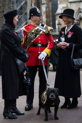 #StaffordshireBullTerrier