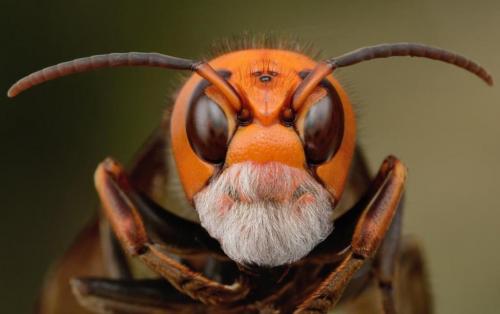 Durhamthemurderhornet