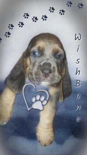 wishbone-5-wks-orig