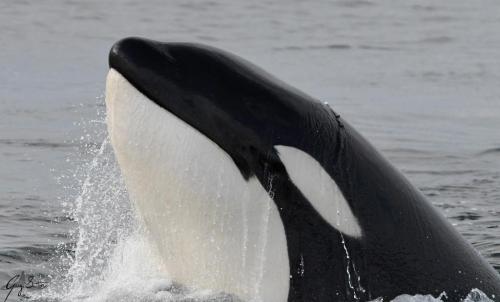 126166124_213137973584436_8189601524776554770_o