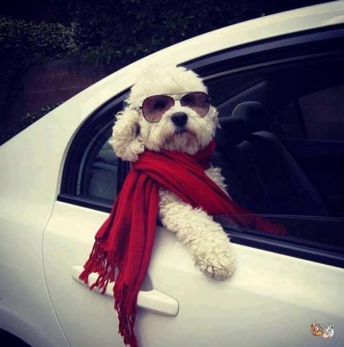 12932661_10204459705332851_5619303172444182298_n