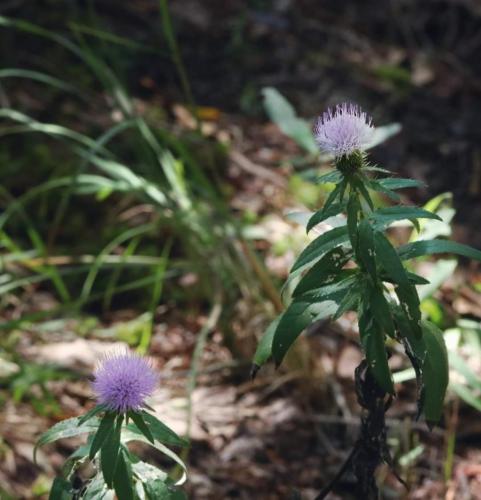 09:59:07 GMT-0600 (CST)