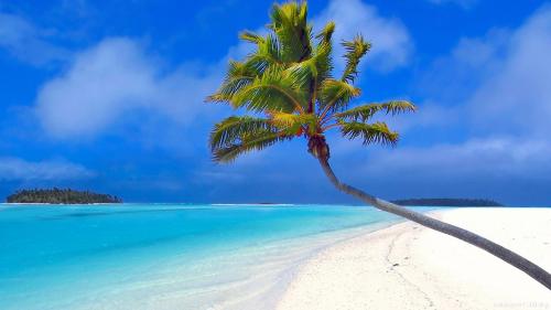 beach maldives-beach-palm-1