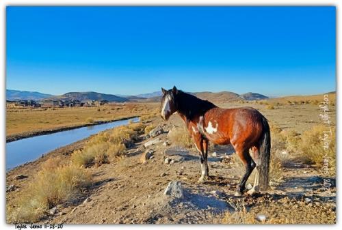 Wild & Free Mustangs