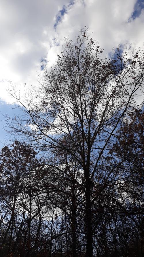 10:38:12 GMT-0600 (CST)