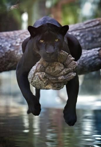 tumblr_8b889c3b6a2a42d1db48c9ea7a5e5e2f_f0a1f11d_1280