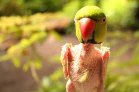 naked parrot