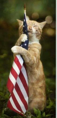 American Cat