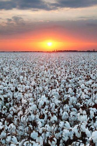 Cotton Field at Sunset