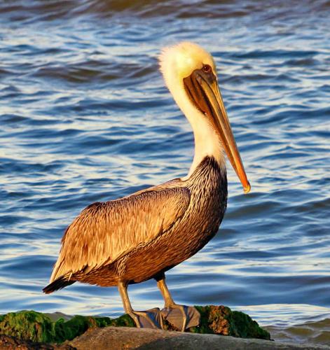 Brown pelican