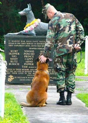 Marine Dog