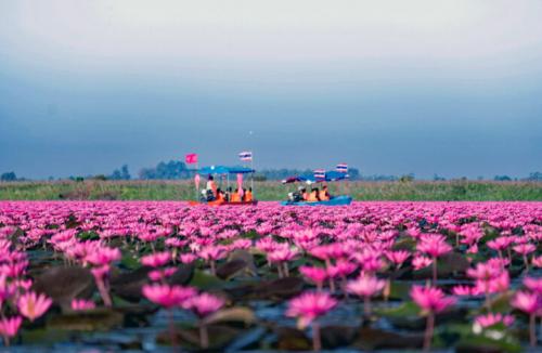 A sea of Red Lotuses in Udon Thani