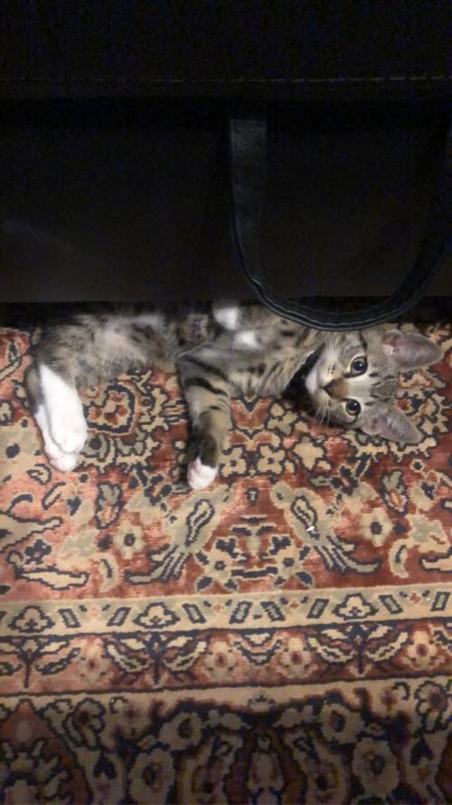 21:13:33 GMT-0800 (PST).image