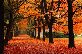 Fall picture for social media November 2020