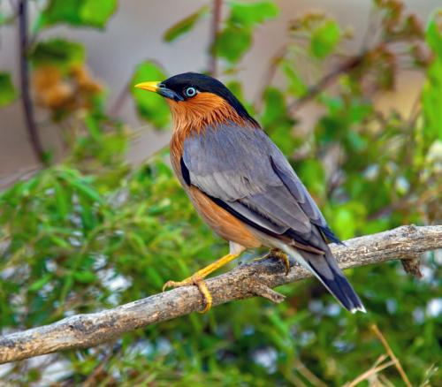 Pagoda starling, in Thailand