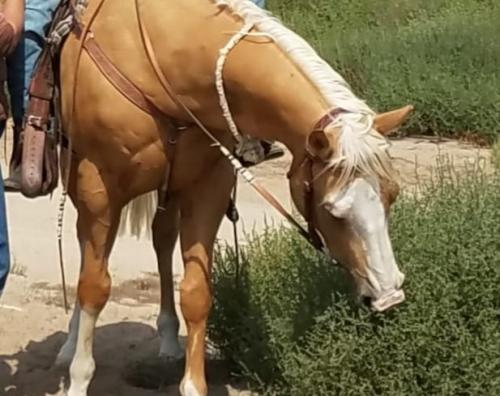 blaze and tumbleweed