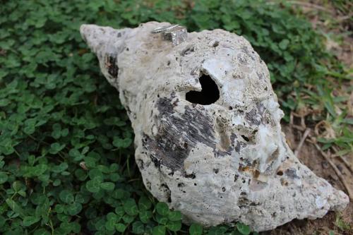 inbound6792429575799413956