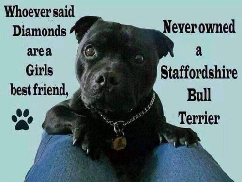 #StaffordshireBullTerrier