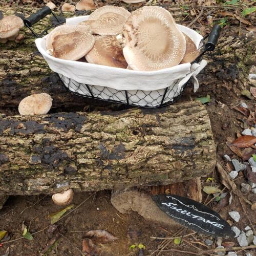 22:49:22 GMT-0600 (CST)