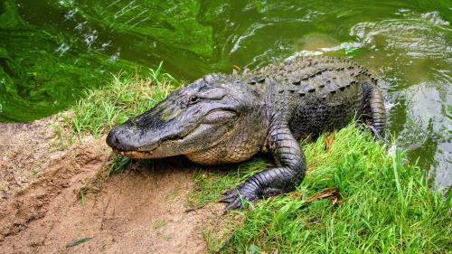 Alligator