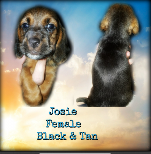 55564273-1273806096107302-6405766241050427392-n