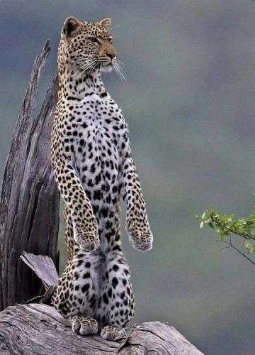 tumblr_884e37e8f1b5d4ef31e3cce5107b0e66_cca42bf9_540