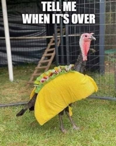 Funny Thanksgiving Turkey disguised as taco